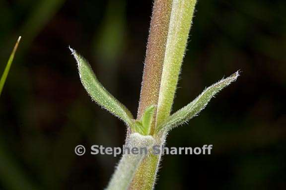 lupinus fulcratus 7 graphic